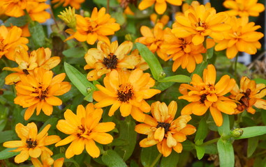 yellow french marigold in garden