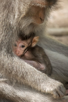 Love care maternity concept. Small baby with mother rhesus macaq