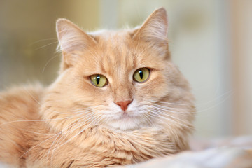 fluffy ginger cat portrait