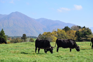 放牧で大きく育った牛／山形県鶴岡市羽黒町川代にある月山高原牧場で、牛の放牧風景を撮影した写真です。この牧場は、約100haの緑のジュウタンが広がり、雄大な高原の中で牛や羊を眺められます。2015年は5月19日にオープンし、多くの牛が放牧されました。放牧は10月下旬で終了するため、10月18日に行って撮影した写真です。約半年間、自然の牧草をいっぱい食べ、丸々と大きく育った牛の写真です。