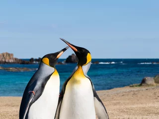 Crédence de cuisine en verre imprimé Pingouin Pingouins marchant le long de la côte de Tsumekizaki