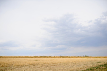 Fototapeta premium Wheat Field