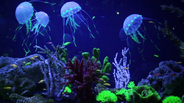 Wonderful and beautiful underwater world with corals and tropical fish.