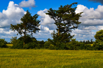 Bright sunshine and white clouds in the field in Denmark