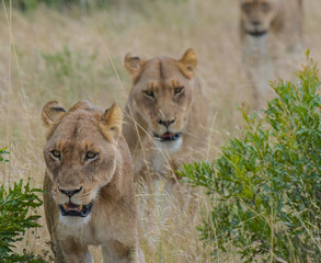drei Löwinnen laufen hintereinander her