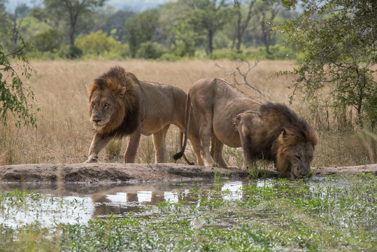 LowenBilder StockFotos & Videos. Adobe Stock