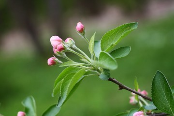 apple tree in nature
