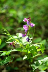 purple pink flower in spring