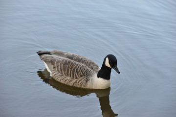 Canada Goose