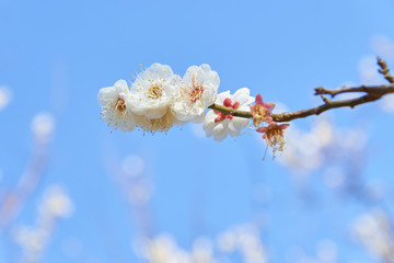 梅の花　青空