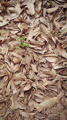 Fallen leaves on the ground with little tree.jpg