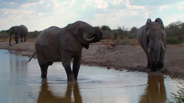 Elephants close up bathing in waterhole. Nxai Pan National Park, Botswana, Africa.