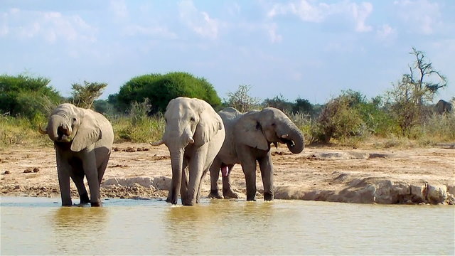 Elephant entering waterhole on a sunny day. Nxai Pan National Park, Botswana, Africa.