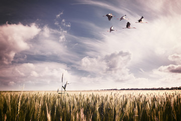 Landscape with a flock of storks