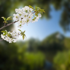Blooming cherry twig