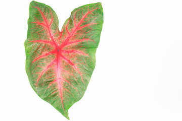 Green red caladium leaves isolated on white background