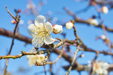 梅の花