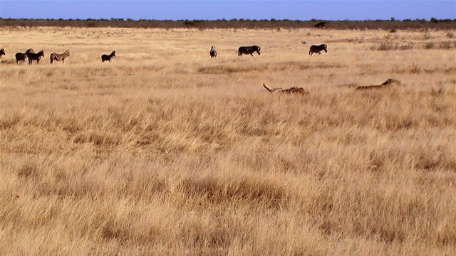 Lions sleeping and zebras walking in background. Etosha National Park, Namibia, Africa.