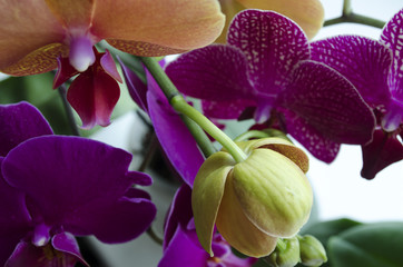 Panele Szklane  Pąki orchidei i kwitnąca orchidea