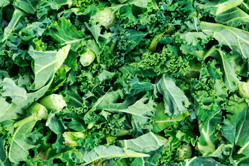 Green vegetables fresh sliced Kale