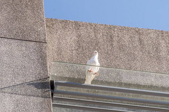 white pigeon on cement wall