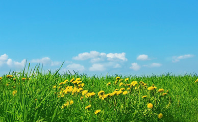 green grass and blue sky