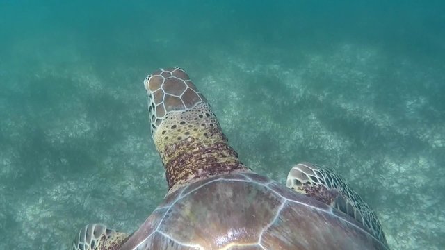 tartaruga nuota nel mar dei caraibi