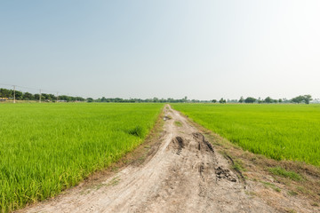 Fototapeta na wymiar Dirt road go to the rice paddy farmland