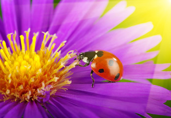 Obraz premium Ladybug and flower