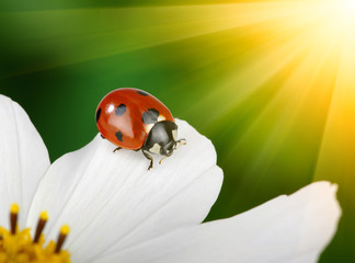 Ladybug and flower