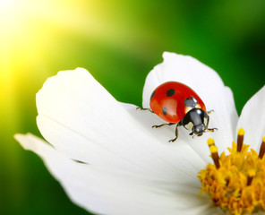 Ladybug and flower