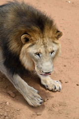 Male lion, Namibia