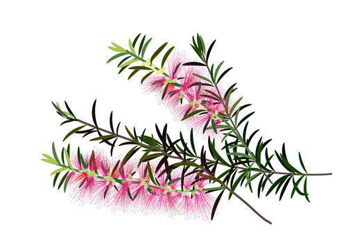 Callistemon or bottle brush flowers pink ,Australia flowers ,vector illustration