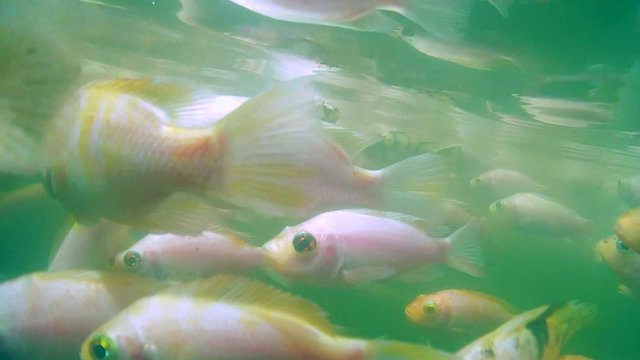 A large school of fish Mozambique tilapia (Oreochromis mossambicus) in a river, Hikkaduwa, Sri Lanka, South Asia
