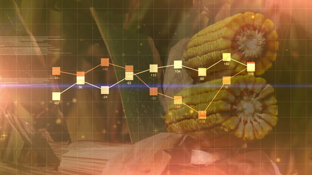 Corn crop harvest abstract infographics diagram animation, agricultural business results presentation background.