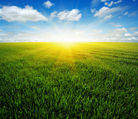 field and sun