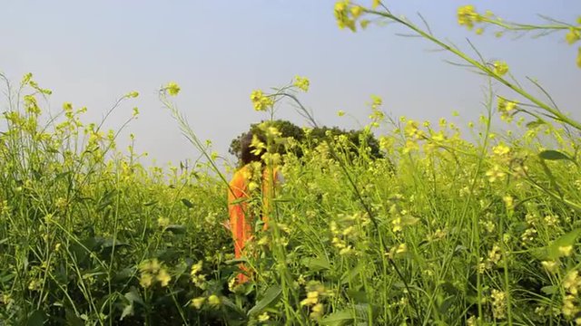 Locked-on shot of a woman in a mustard field, Sohna, Gurgaon, Haryana, India