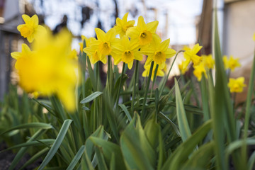 blooming yellow daffodil