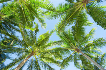 Fototapeta na wymiar Coconut trees from below angle.
