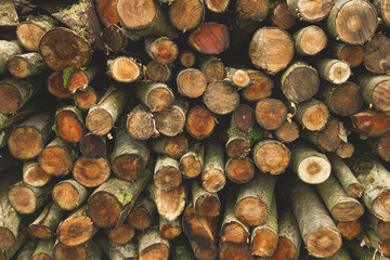 Fototapeta premium pile of firewood