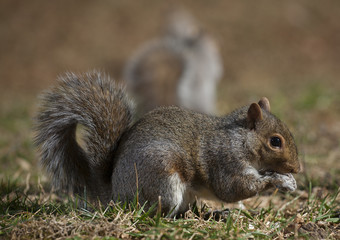 Squirrel pair