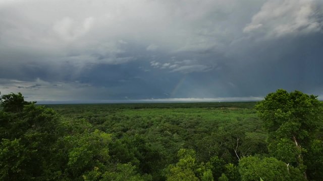 vista della jungla dall'alto dopo la pioggia