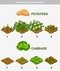 Set stage of growth vegetables. Cabbage and potatoes in vector for playing a perspective. game element