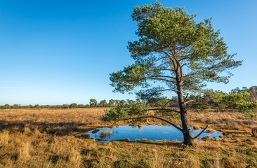 Scotch fir in an autumnal landscape