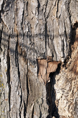 Old tree bark texture.