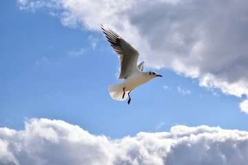 青空と白い鳥