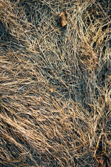 The dry grass