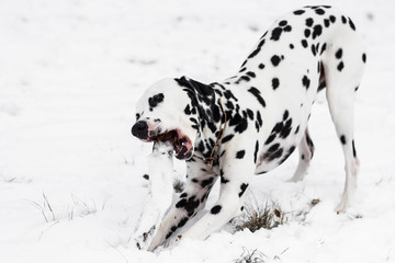 Dalmatiner im Schnee / Hund im Schnee