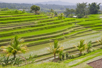 Rice Terrace field, Ubud, Bali, Indonesia.