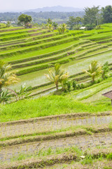Rice Terrace field, Ubud, Bali, Indonesia.
